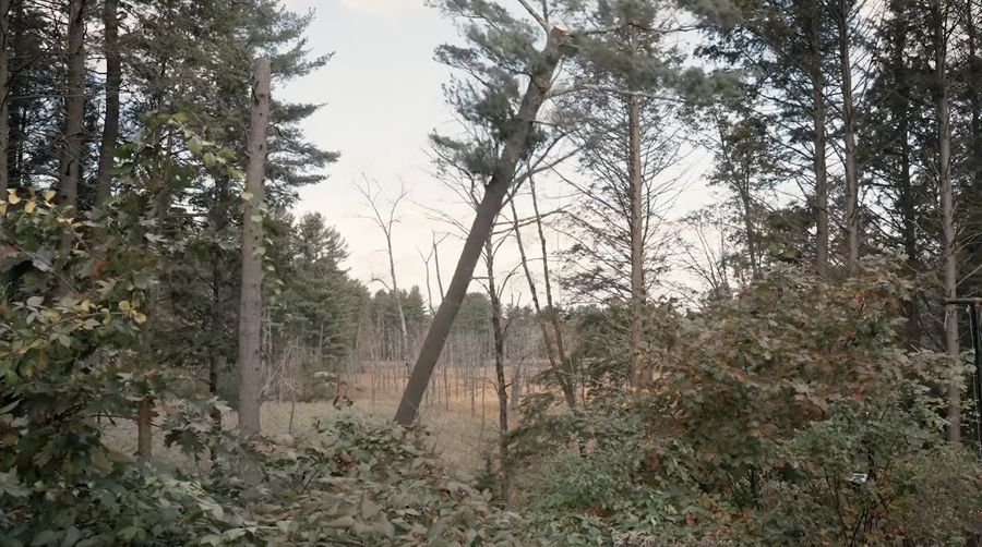 Emergency tree removal after storm damage in Wilkinsburg PA