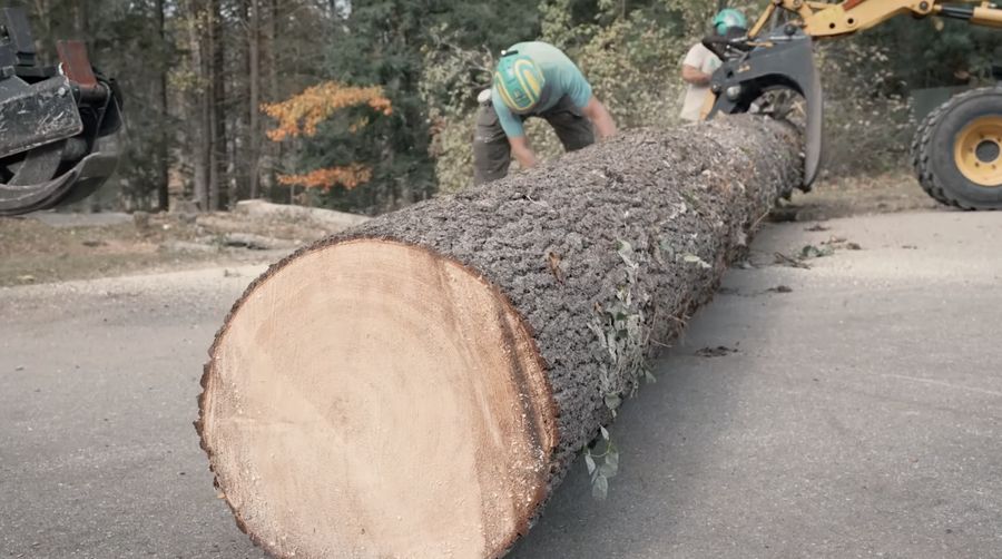 Tree removal crew working in Wilkinsburg PA