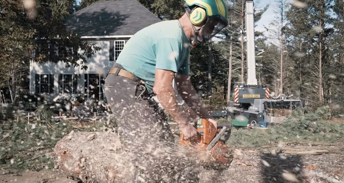 Tree service crew working in Wilkinsburg PA